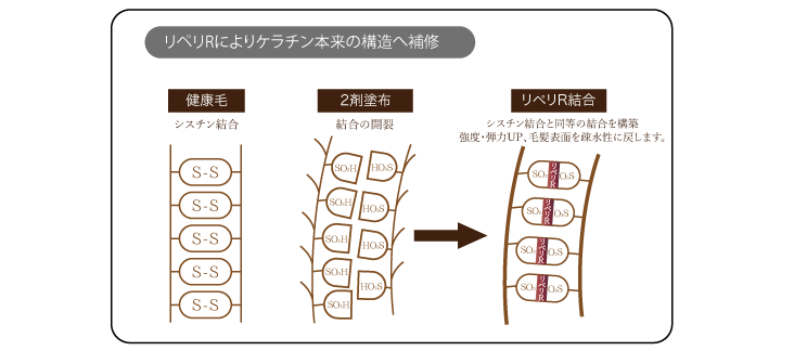 リペリRによりケラチン本来の構造へ補修
